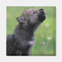Loup CUB hurlant Aimant Pour Réfrigérateur