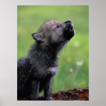 Loup CUB hurlant Posters