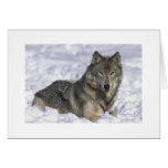 Loup customisé de neige de cartes de voeux de vaca