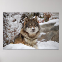 Loup d'hiver posters