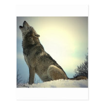Loup d'hurlement carte postale