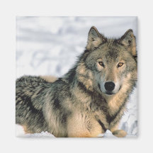 Loup étendu aimants