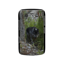 Loup gris dans le cas de Blackberry de photo de fa Coques Blackberry Bold