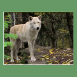 Loup gris dans le sauvage cartes postales