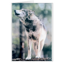 Loup gris en parc national grand de Teton Carte De Vœux