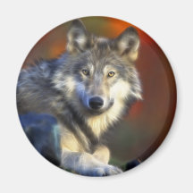 Loup gris, photo numérique d'espèce menacée aimant