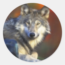 Loup gris, photo numérique d'espèce menacée adhésif