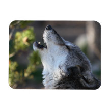 loup magnet en vinyle
