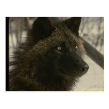 Loup noir cartes postales