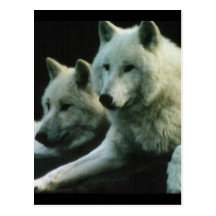 Loup polaire carte postale