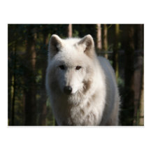 Loup polaire cartes postales