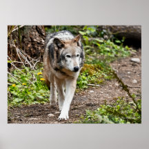 Loup Posters