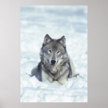 Loup Affiches