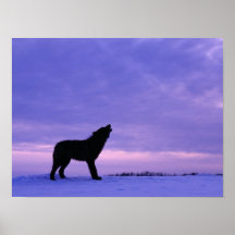 Loup seul affiche