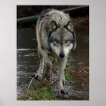 Loup sur le vagabondage posters