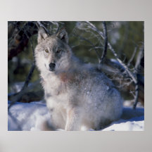 Loups de Canis_lupus_wolf dans sauvage Poster