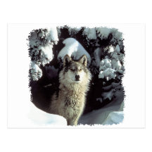 Loups de loup de neige cartes postales