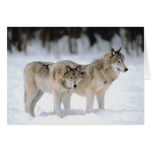 Loups d'hiver dans la neige carte de vœux