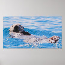 Loutre de mer posters