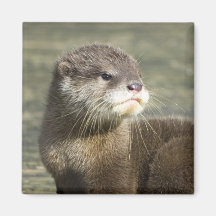 Loutre mignonne de bébé aimants pour réfrigérateur