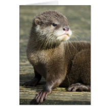 Loutre mignonne de bébé cartes de vœux