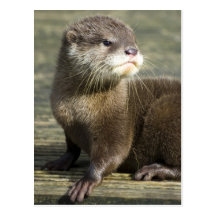 Loutre mignonne de bébé cartes postales