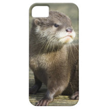 Loutre mignonne de bébé coque iPhone 5