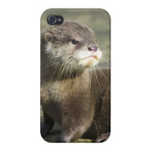 Loutre mignonne de bébé iPhone 4 case