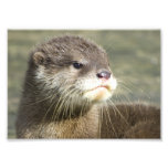 Loutre mignonne de bébé photo
