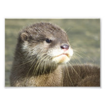 Loutre mignonne de bébé photo