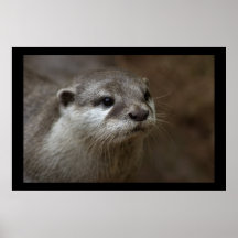 Loutre Poster