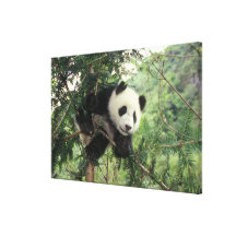 L'petit animal de panda géant grimpe à un arbre, v impression sur toile