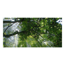 Lumière du soleil par des arbres cartes de vœux avec photo