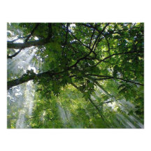 Lumière du soleil par des arbres invitations