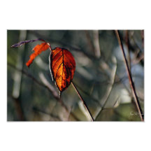 Lumière par le dernier support de l'automne photos sur toile