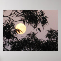 Lune derrière des arbres de gomme posters