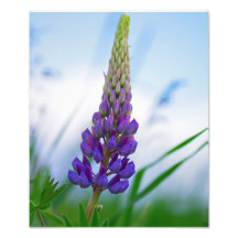 Lupinenwiese Photographes