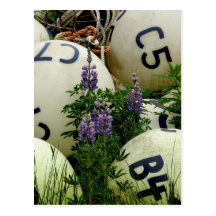Lupins dans les balises de pêche carte postale