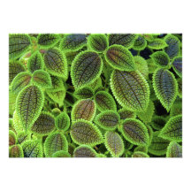 L'usine de coleus part du Solenostemon Scutellario Bristols Personnalisés