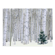 L'UTAH. LES Etats-Unis. Aspen (tremuloides de Popu Cartes Postales