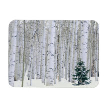 L'UTAH. LES Etats-Unis. Aspen (tremuloides de Popu Magnets