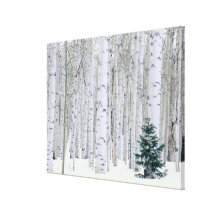 L'UTAH. LES Etats-Unis. Aspen (tremuloides de Popu Toile Tendue