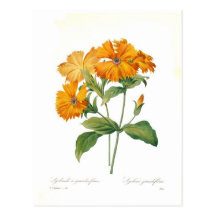 Lychnis Carte Postale