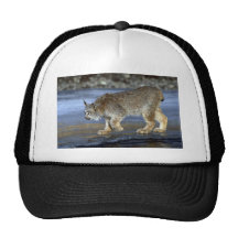Lynx de Canada, hiver Casquette