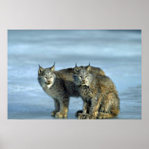 Lynx de Canada, hiver, paire par le courant glacia Affiches