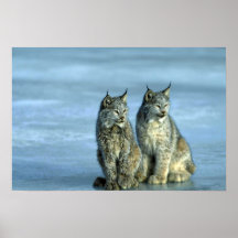 Lynx de Canada, hiver, paire par le courant glacia Affiches