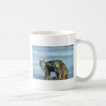 Lynx de Canada, hiver, paire par le courant glacia Tasse