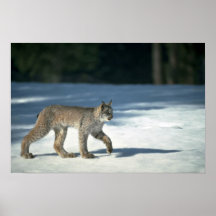 Lynx de Canada sur la neige Affiche