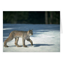 Lynx de Canada sur la neige Carte De Vœux