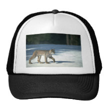 Lynx de Canada sur la neige Casquette De Camionneur